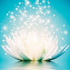 Zen White Lotus Flower