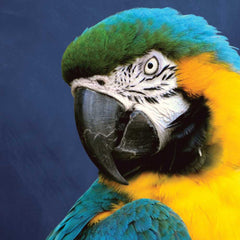 Indigo Blue & Yellow Parrot