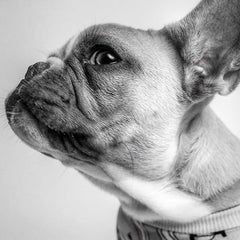 Fashion Photography - Cartier