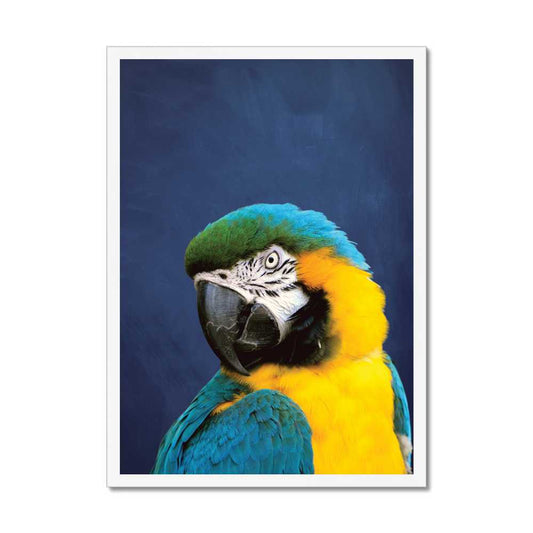 Indigo Blue & Yellow Parrot