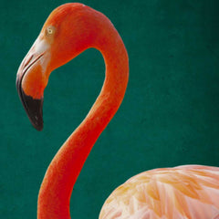 Tropical Jungle and Flamingo Trio