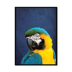 Indigo Blue & Yellow Parrot