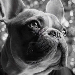 Fashion Photography - Balenciaga