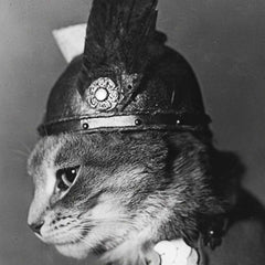 Brunnhilde Viking Cat - Weidhaas, Adolph Edward, Photographer