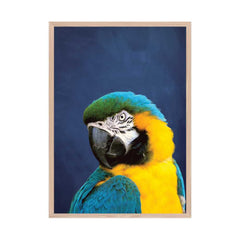 Indigo Blue & Yellow Parrot