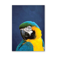 Indigo Blue & Yellow Parrot