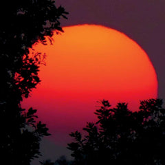 Japanese Sunset